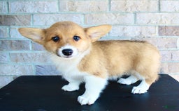 Welsh Corgi Pembroke dogs for sale: Ana - Image 5