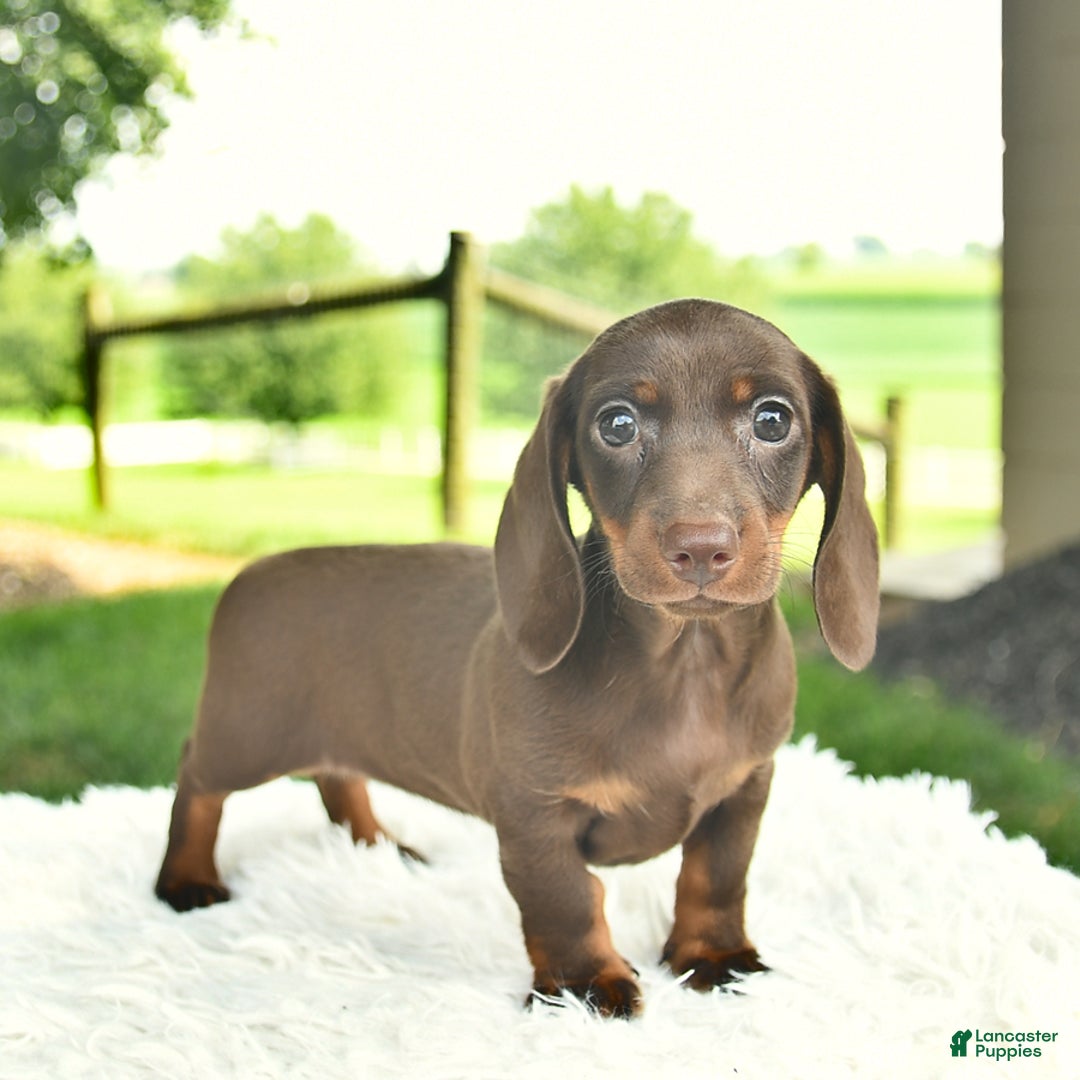 Miniature Dachshund dogs for sale: Heather - Image 4