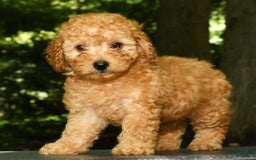 Mini Goldendoodle dogs for sale: Lexie - Image 5