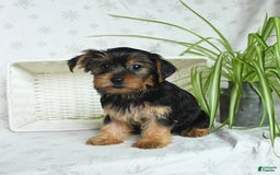 Yorkshire Terrier dogs for sale: Yorkshire Terrier 4 puppies - Image 19