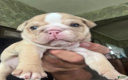 English Bulldog dogs for sale: Lucy - Image 1