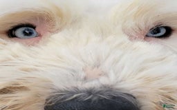 Old English Sheepdog dogs for sale: Potato - Image 1