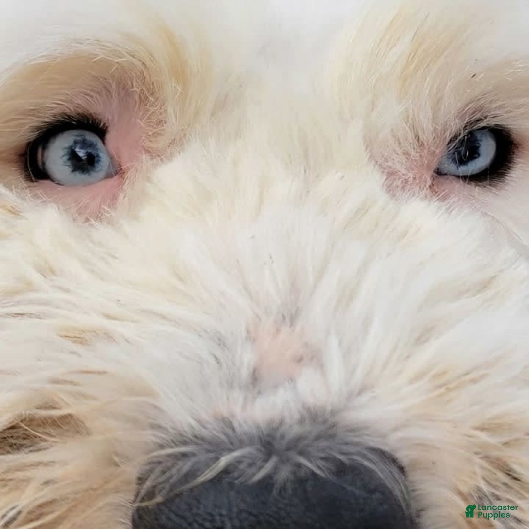 Old English Sheepdog dogs for sale: Potato - Image 1