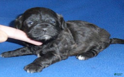 Shihpoo dogs for sale: Toby - Image 11