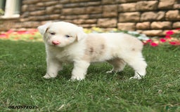 Australian Shepherd dogs for sale: Australian Shepherd 10 puppies - Image 29