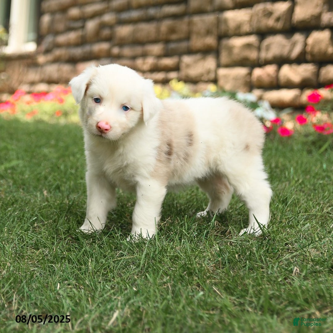 Australian Shepherd dogs for sale: Australian Shepherd 10 puppies - Image 29