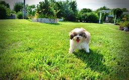 Havapoo dogs for sale: Gabby - Image 1