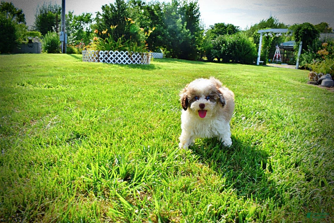 Havapoo dogs for sale: Gabby - Image 1