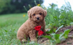 Maltipoo dogs for sale: Shiloh - Image 1