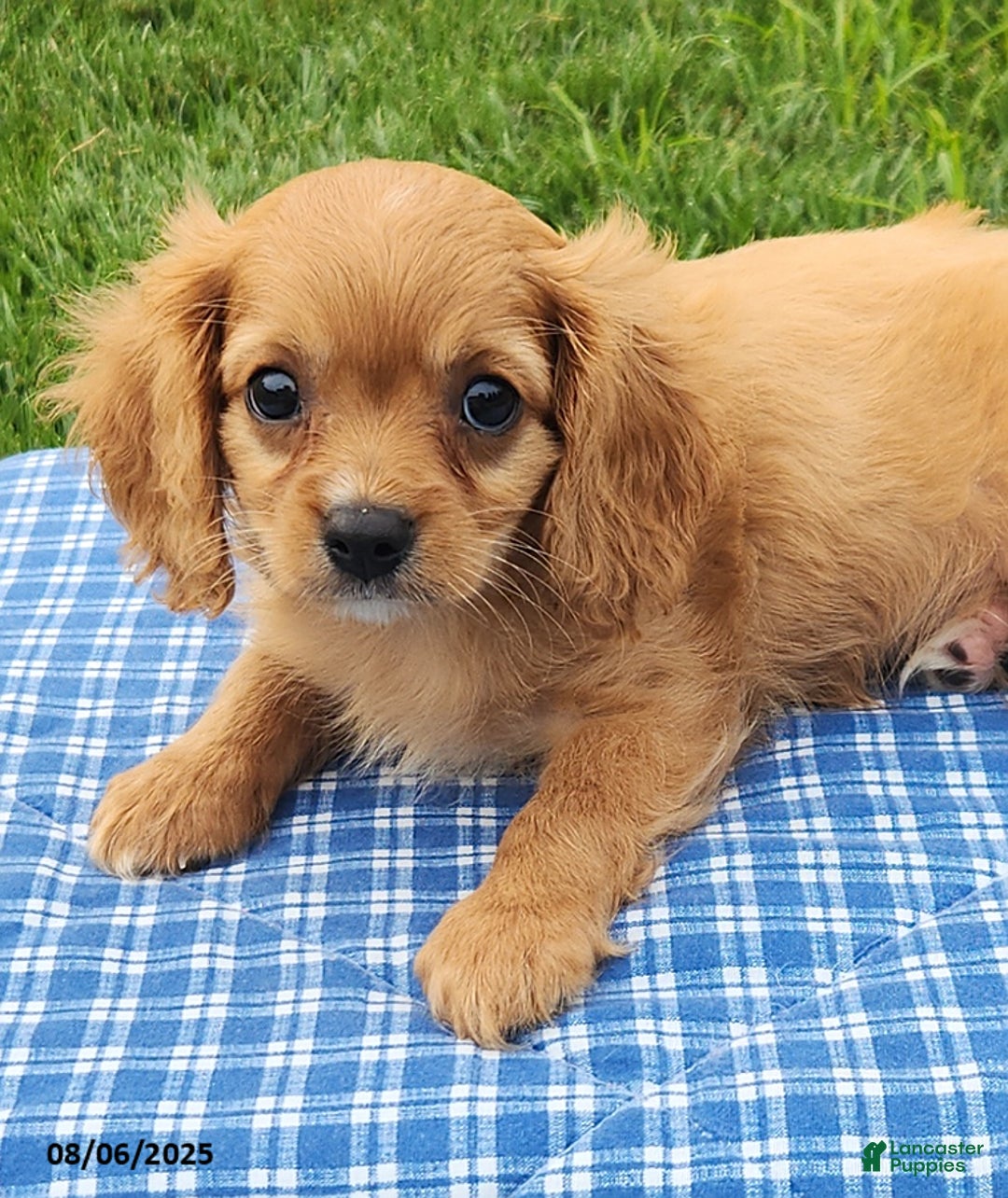 Cavapoo dogs for sale: Miles - Image 2