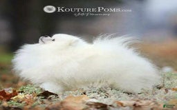 Pomeranian dogs for sale: Luca - Image 6
