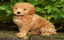 Mini Goldendoodle dogs for sale: Lulu - Image 2