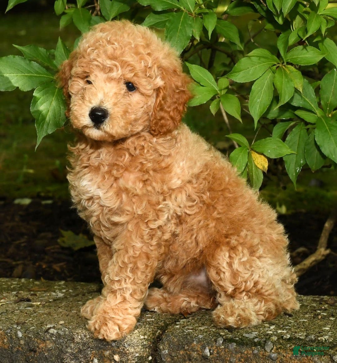 Mini Goldendoodle dogs for sale: Lulu - Image 2