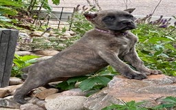 Cane Corso dogs for sale: Brynn - Image 11