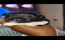 Shih Tzu dogs for sale: Armani - Image 8