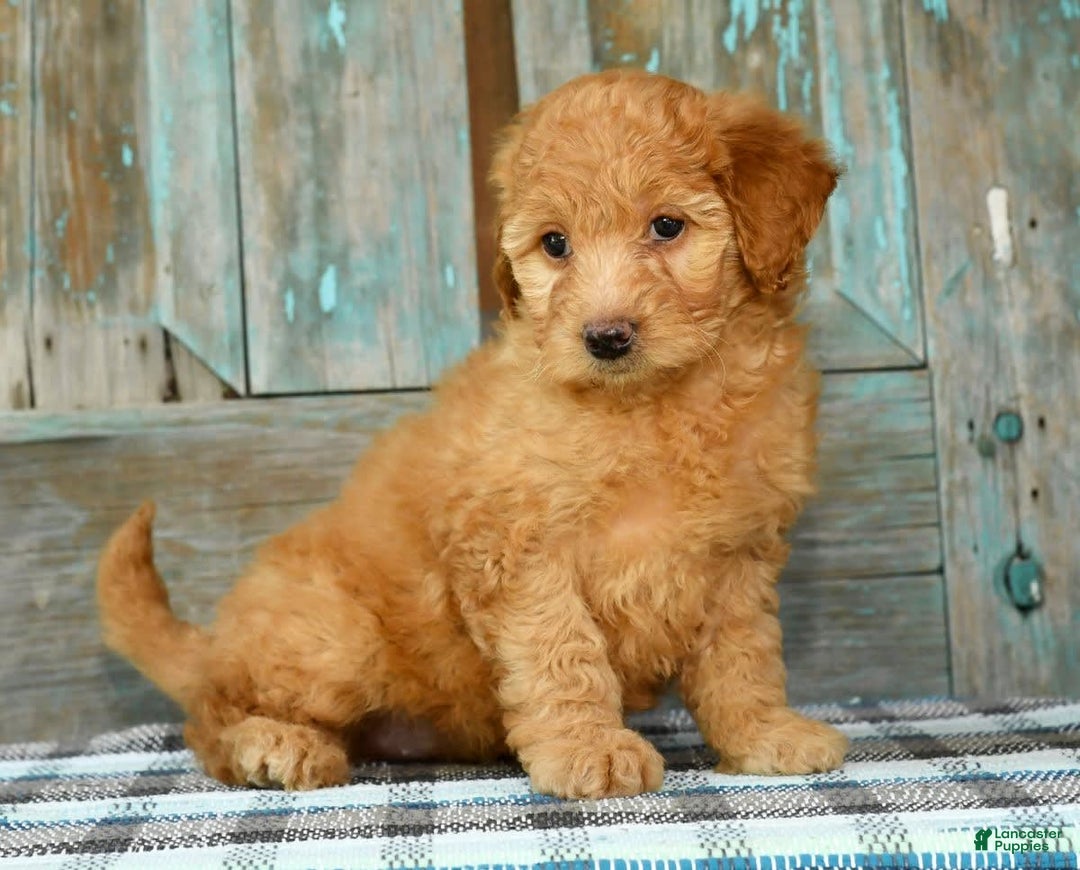 Mini Goldendoodle dogs for sale: Hallie - Image 9