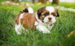 Shih Tzu dogs for sale: Franklin - Image 6