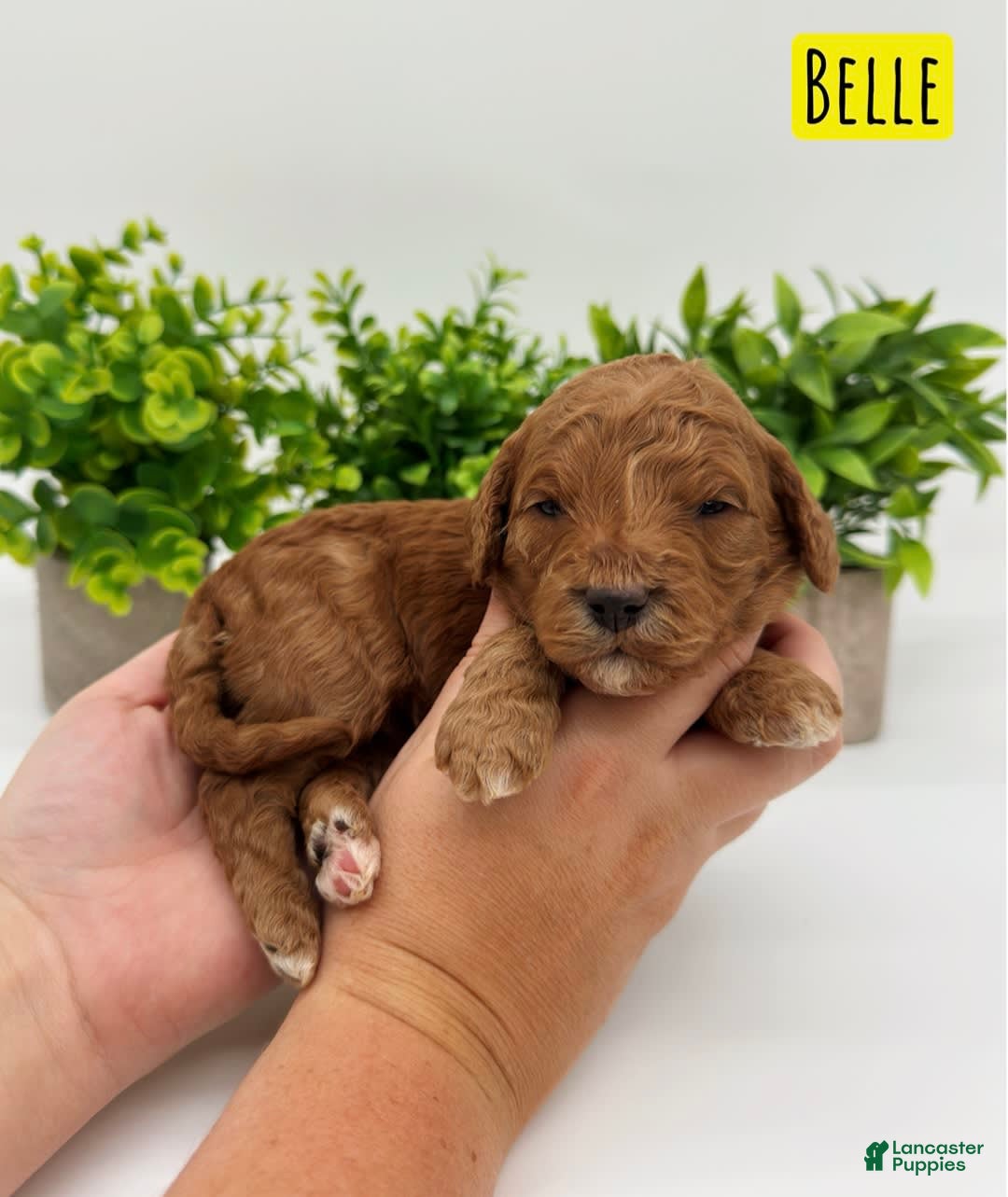 Mini Goldendoodle dogs for sale: Petite Belle - Image 14