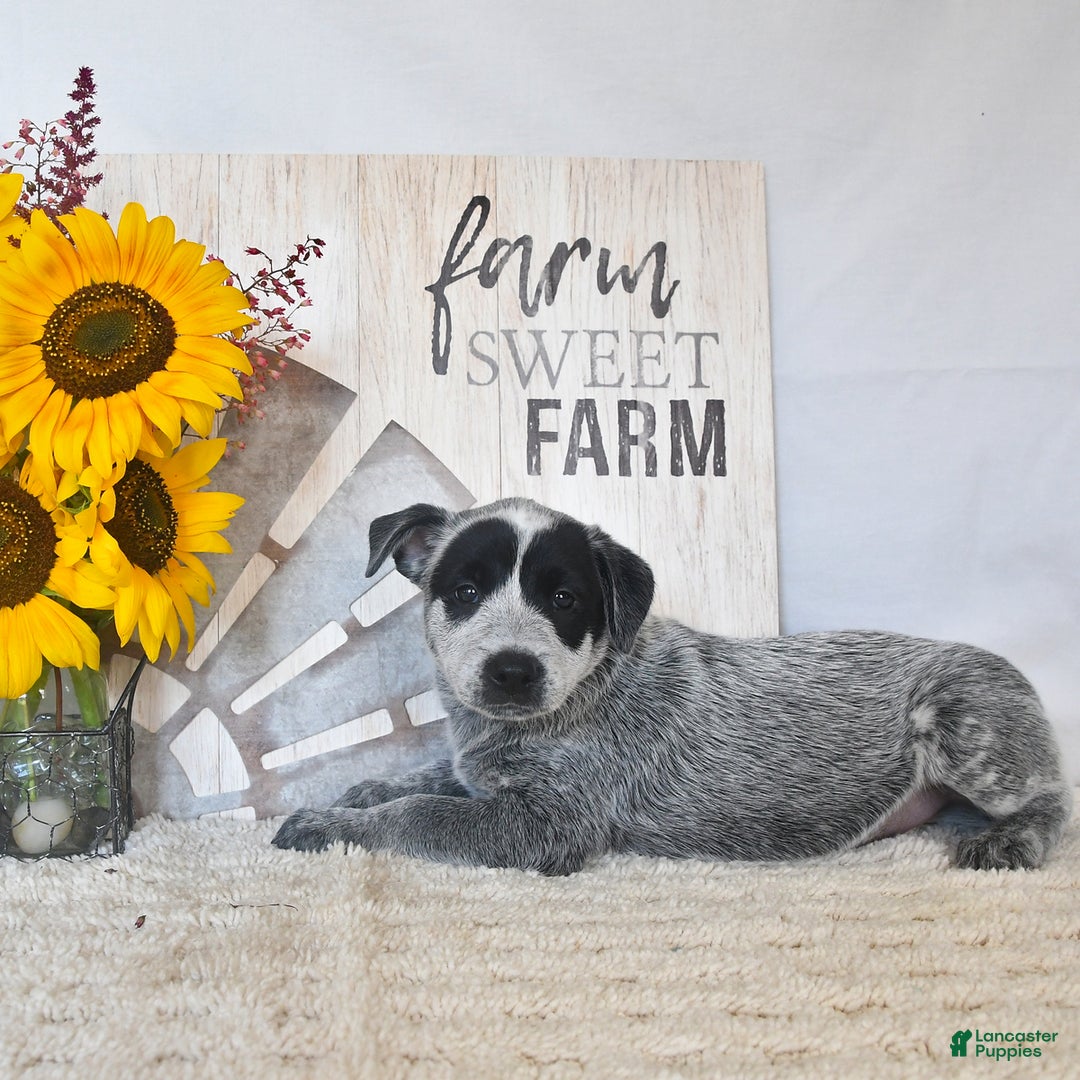 Australian Cattle Dog dogs for sale: Bandit - Image 1