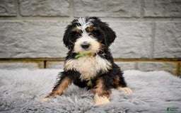 Bernedoodle dogs for sale: Roxy - Image 4