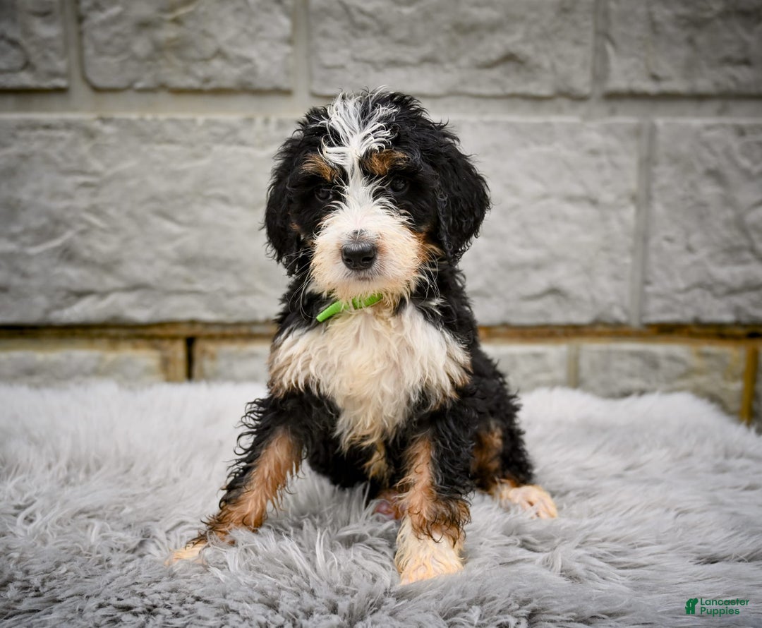 Bernedoodle dogs for sale: Roxy - Image 4