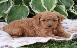 Mini Goldendoodle dogs for sale: Anabelle - Image 2