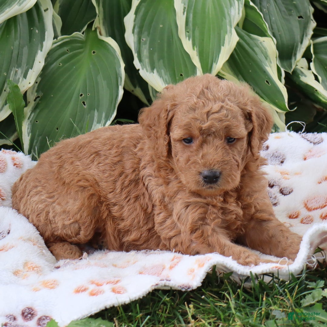 Mini Goldendoodle dogs for sale: Anabelle - Image 2