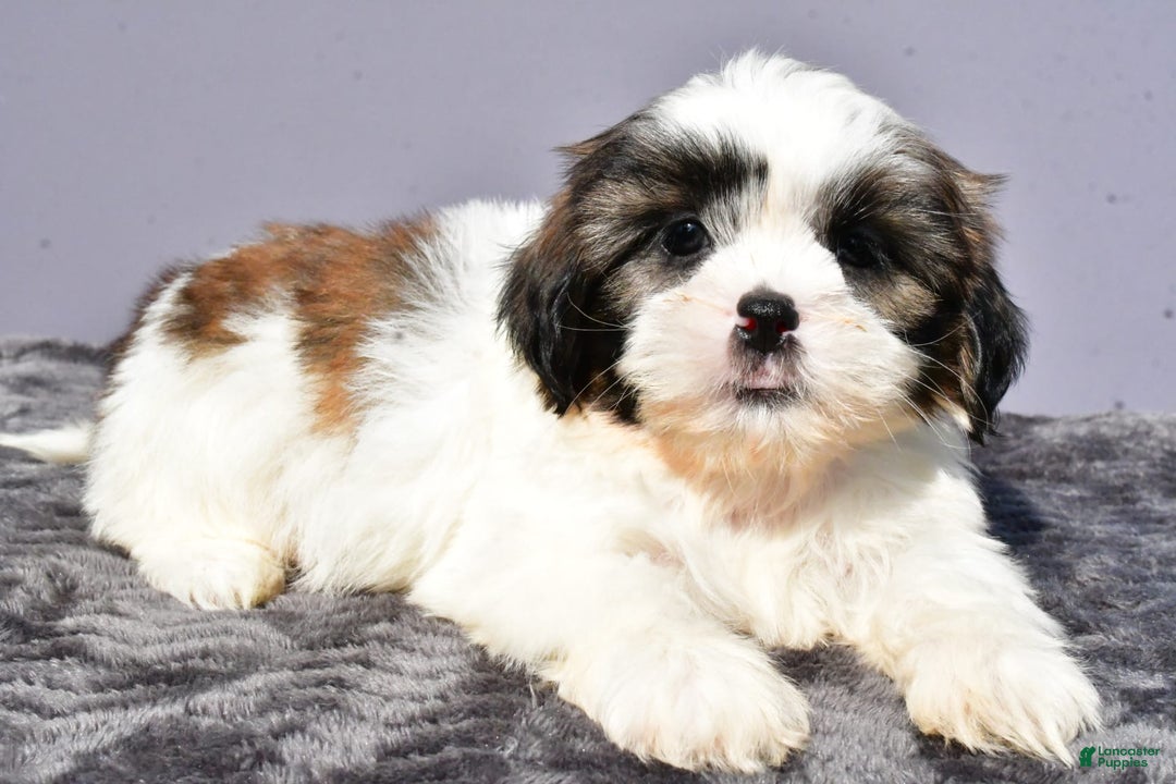 Shih Tzu dogs for sale: Unique - Image 6