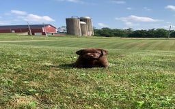 Labrador Retriever dogs for sale: Gunner - Image 3