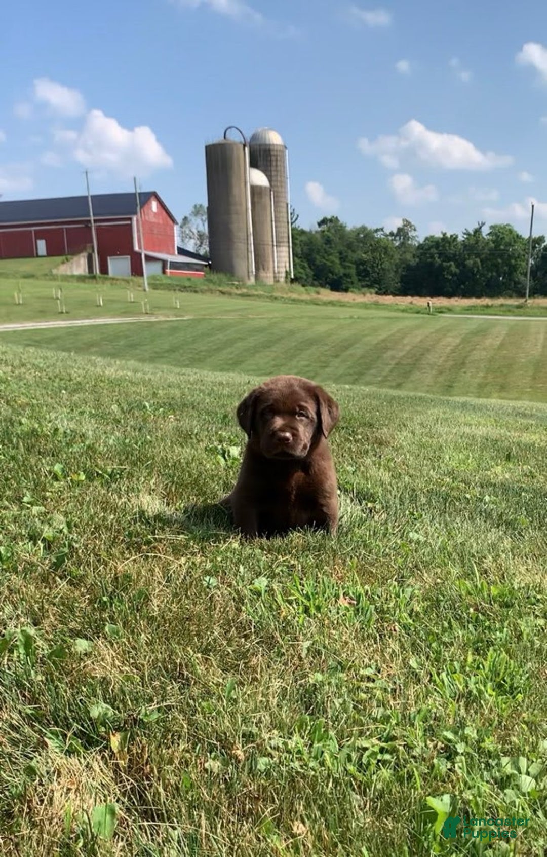 Labrador Retriever dogs for sale: Gunner - Image 3