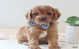 Cavapoo dogs for sale: Flash - Image 3