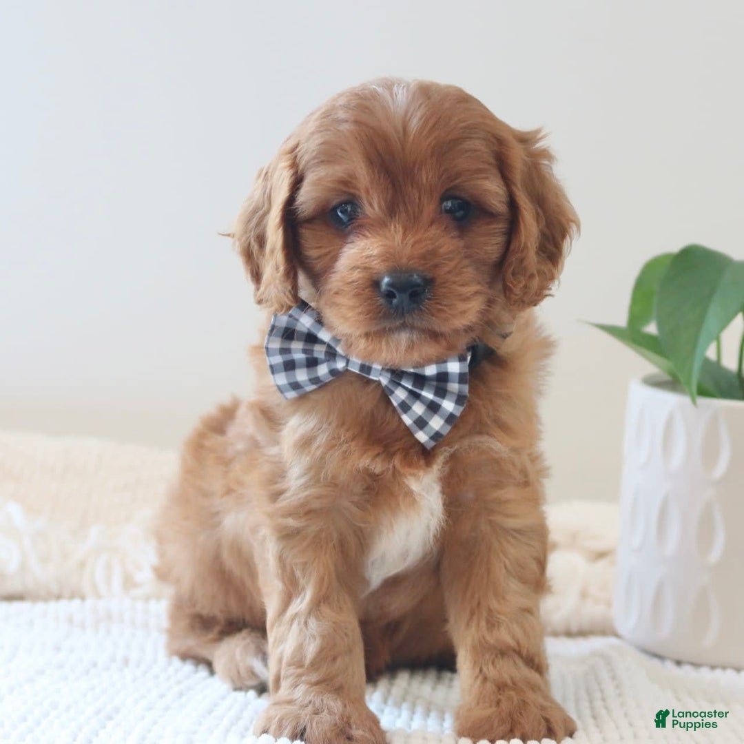Cavapoo dogs for sale: Flash - Image 3