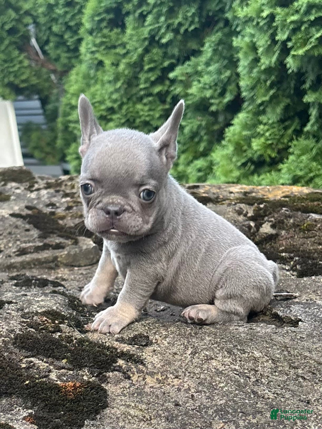 French Bulldog dogs for sale: Gia - Image 1