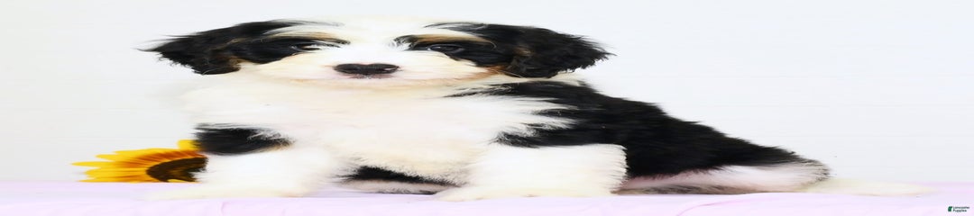 Joy