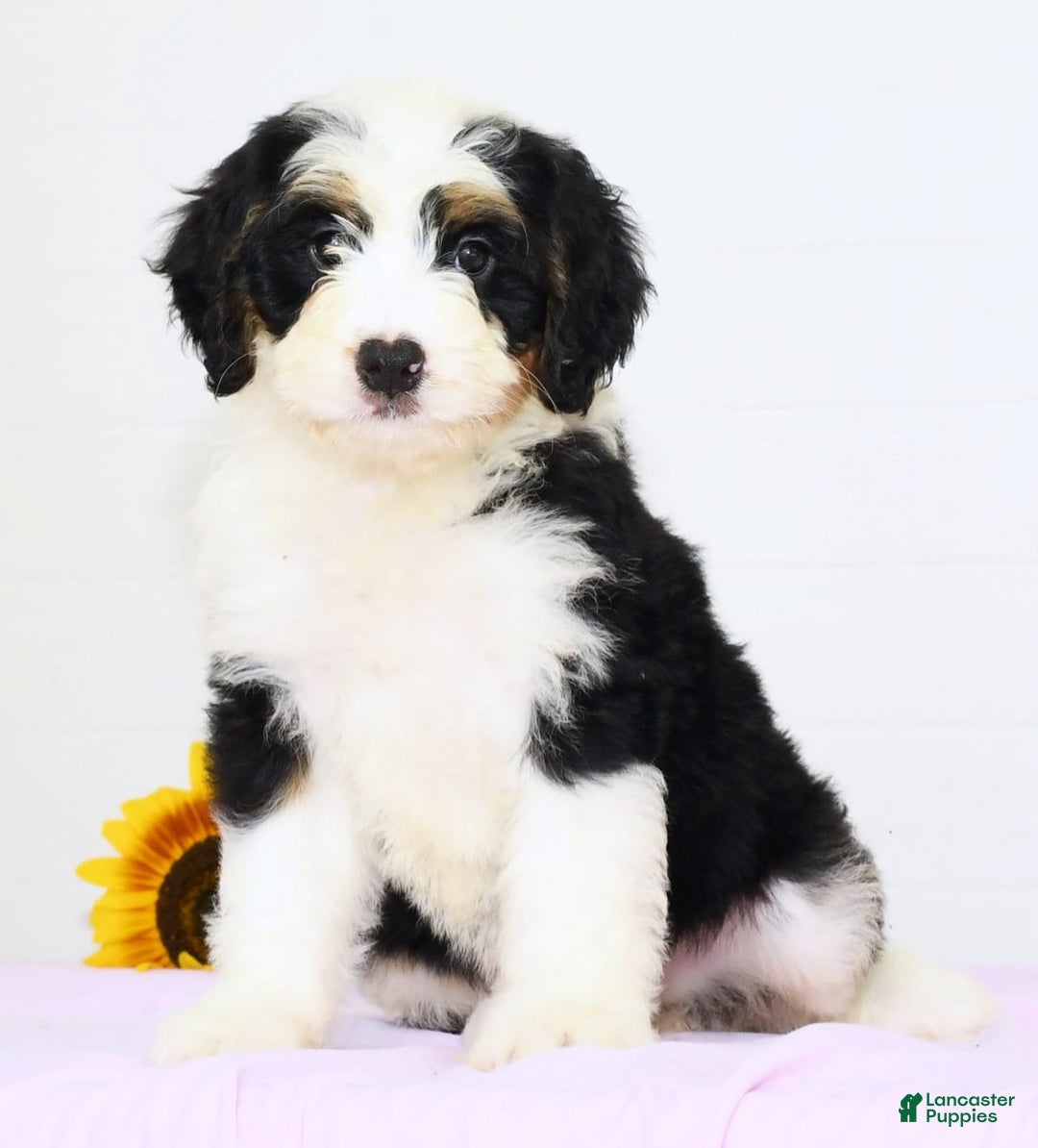 Mini Bernedoodle dogs for sale: Joy - Image 1