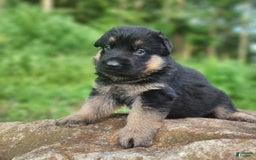 German Shepherd dogs for sale: Kira - Image 11