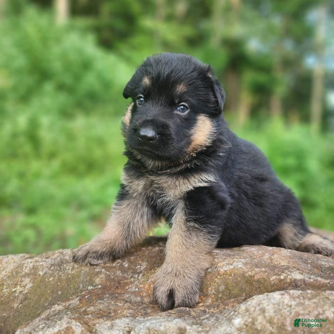 German Shepherd dogs for sale: Kira - Image 11