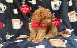 Cavapoo dogs for sale: Mickey - Image 8