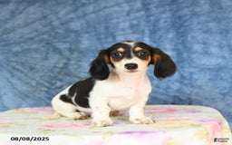 Miniature Dachshund dogs for sale: Scott - Image 4