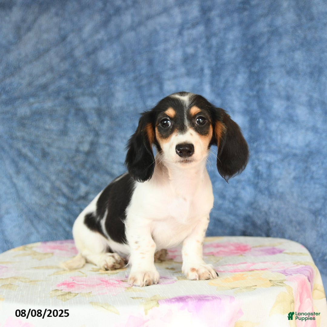 Miniature Dachshund dogs for sale: Scott - Image 4