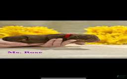 American Bully dogs for sale: Ms Rose - Image 2
