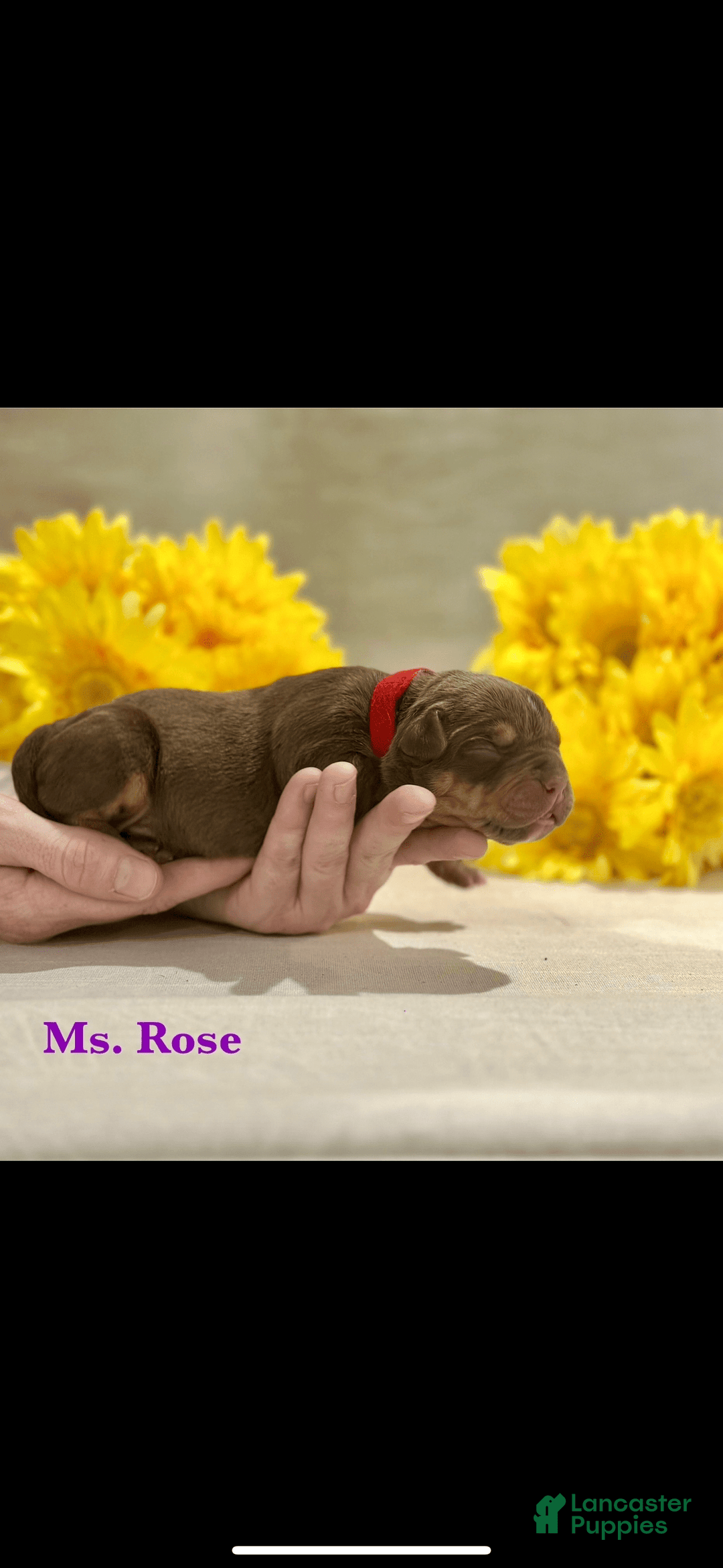American Bully dogs for sale: Ms Rose - Image 2