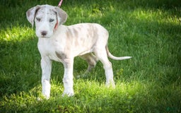 Great Dane dogs for sale: Jovie - Image 24