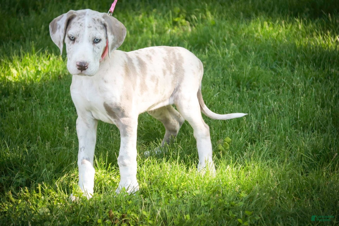 Great Dane dogs for sale: Jovie - Image 24