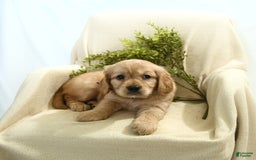 Miniature Golden Retriever dogs for sale: Thelma - Image 1