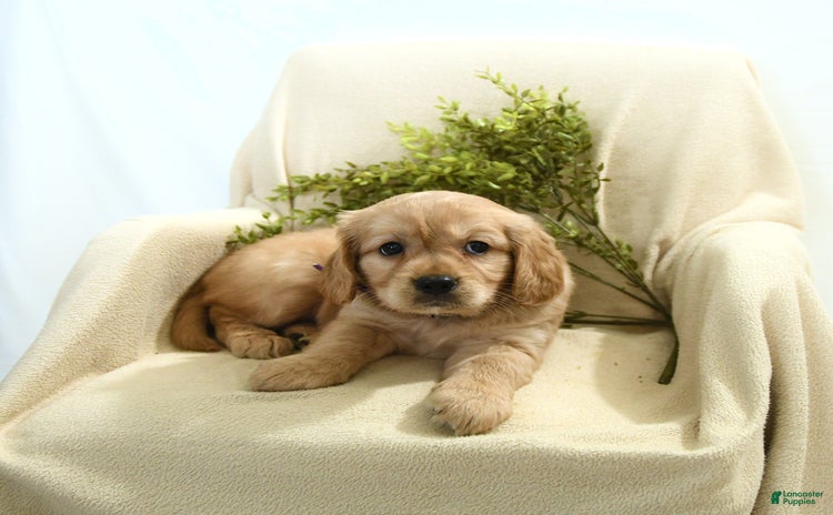 Miniature Golden Retriever dogs for sale - Ad 2