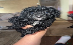 Miniature Poodle dogs for sale: Shadow - Image 1