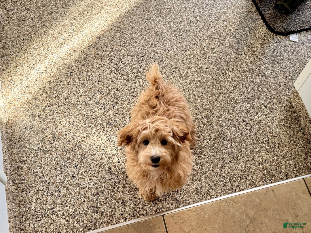 Maltipoo dogs for sale: Bennie - Image 3