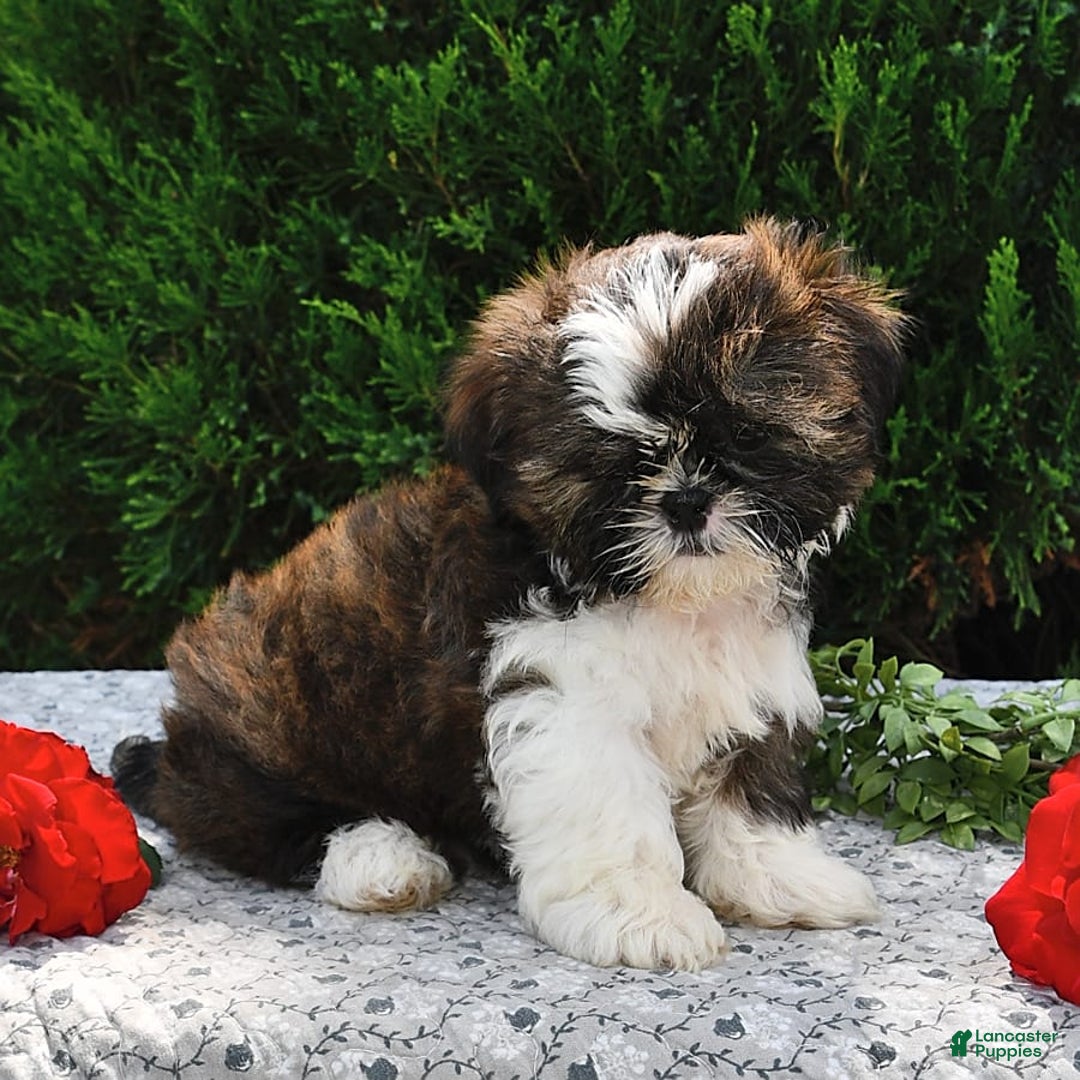 Shih Tzu dogs for sale: Mocha - Image 2