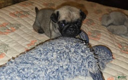 Pug dogs for sale: Dwight - Image 9